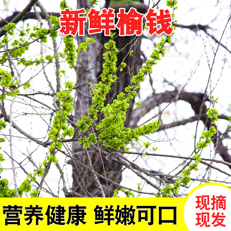 榆钱树枝叶