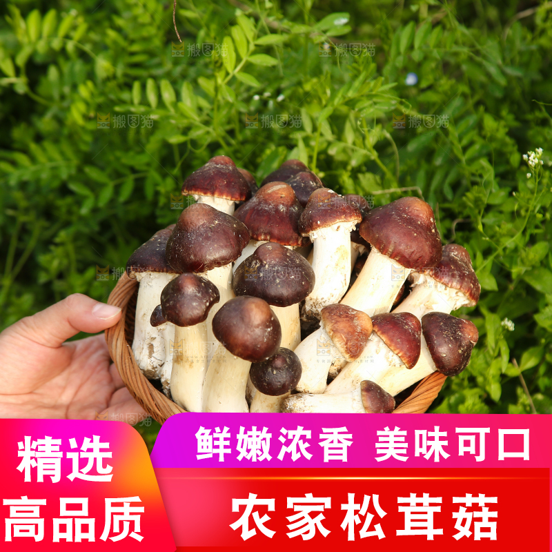 一篮新鲜赤松茸