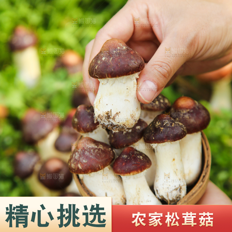 手里端着一篮松茸菇