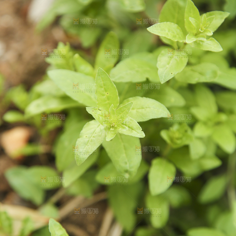 新鲜的枸杞菜