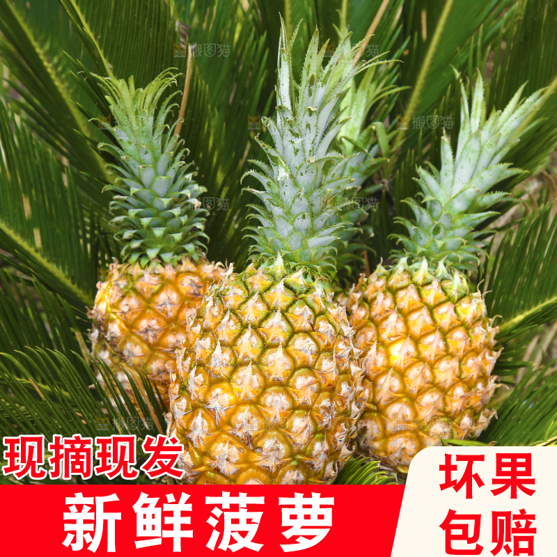 新鲜的徐闻菠萝