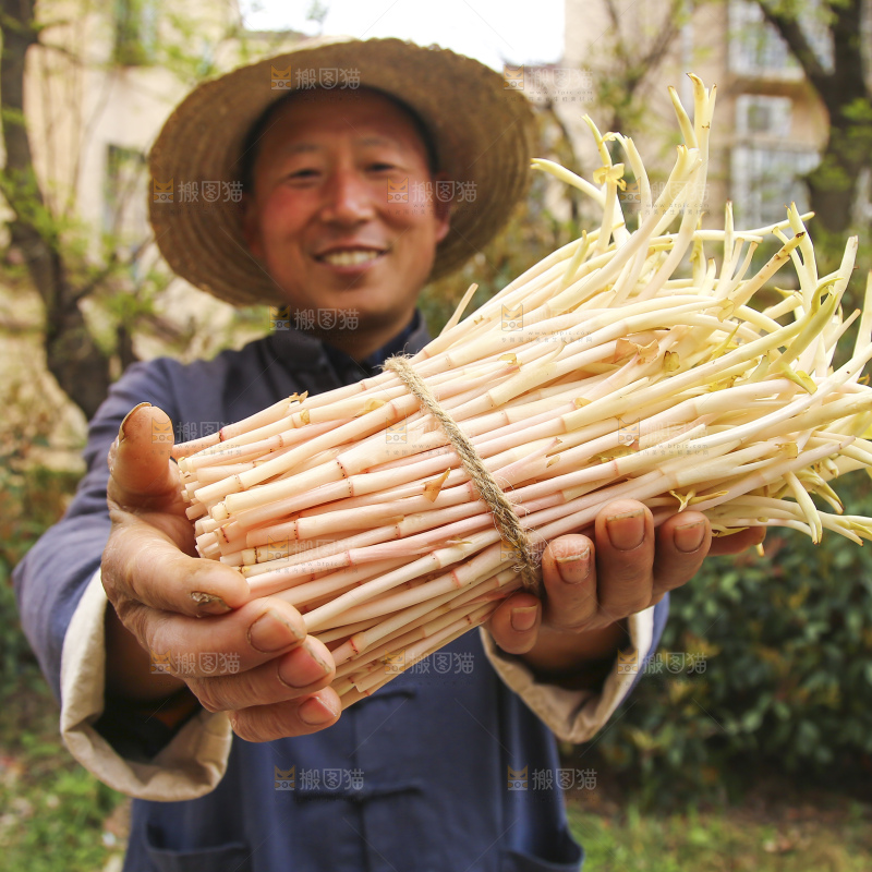 手里拿着鱼腥草嫩芽