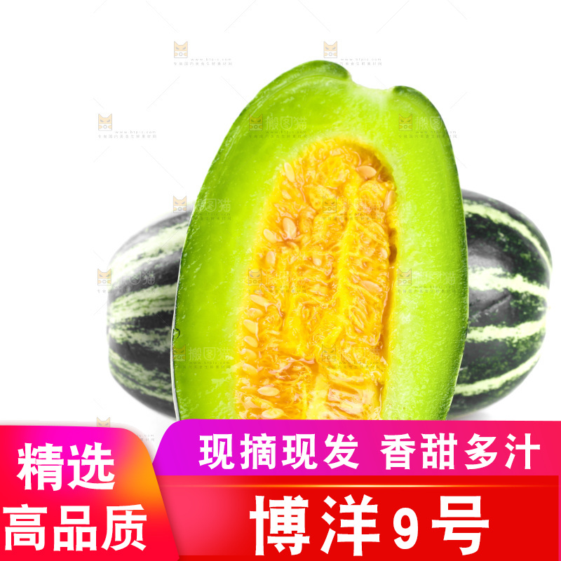 白底上摆放着博洋9号甜瓜