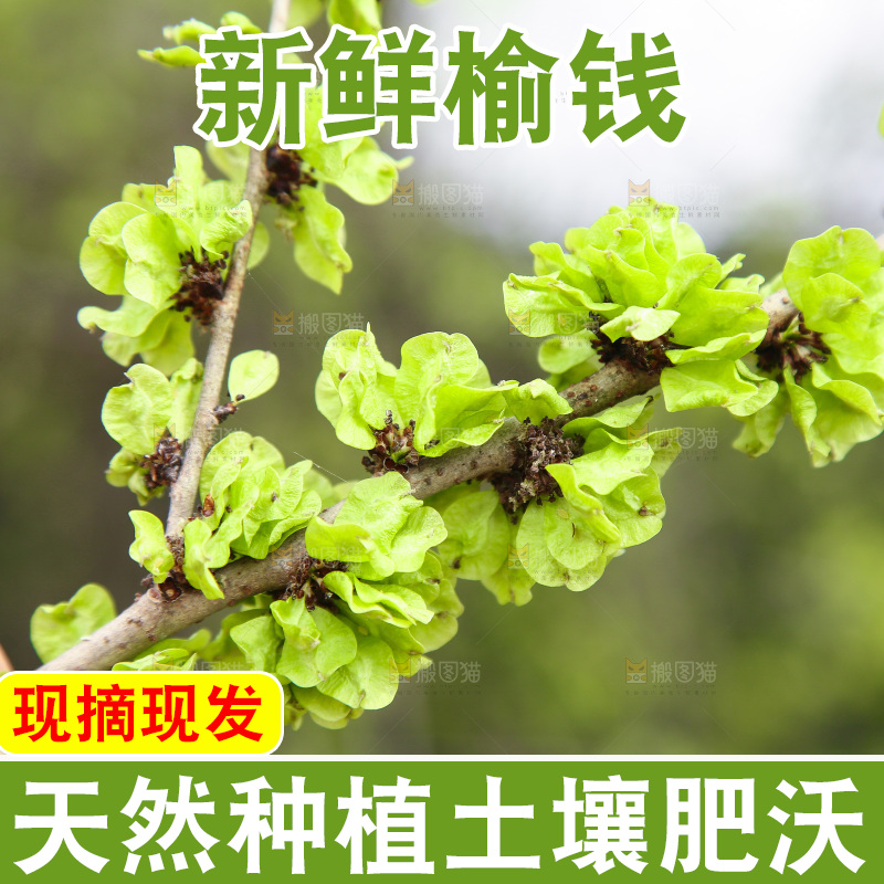 手里拿着榆钱树枝