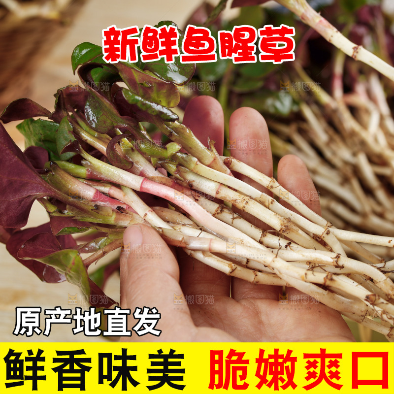 手里拿着鲜嫩折耳根