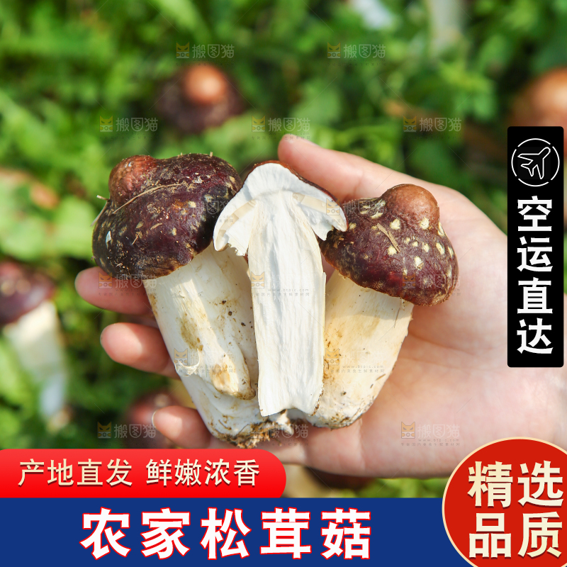 手里拿着赤松茸