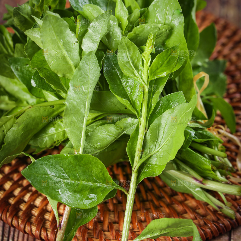 一堆新鲜枸杞菜