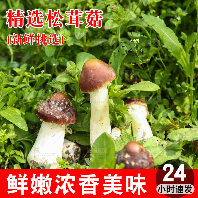 新鲜的松茸菇