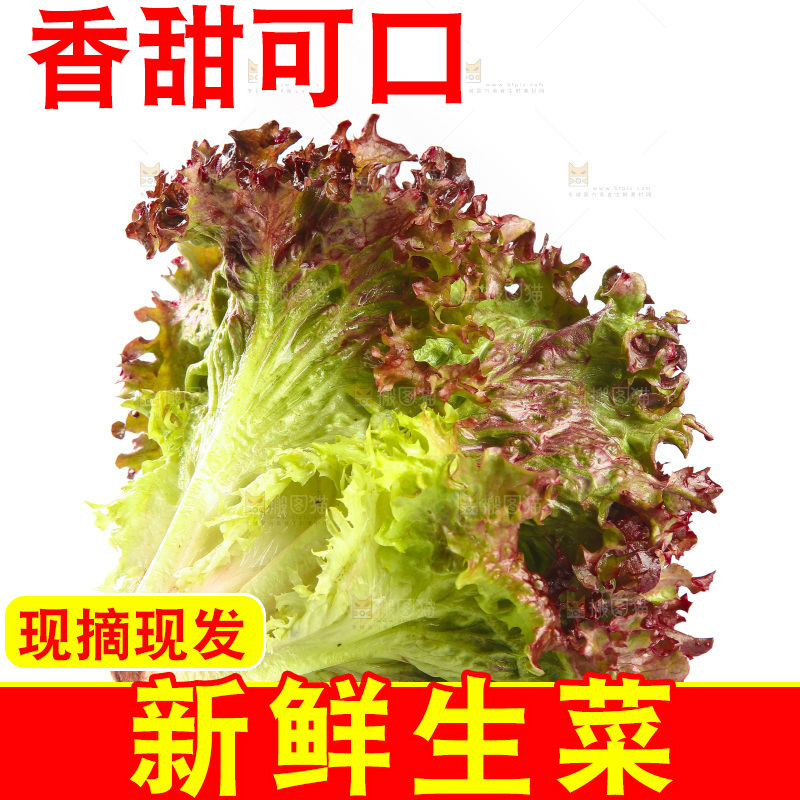 白底上的罗莎红生菜