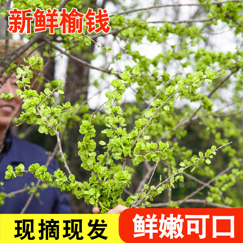 手里拿着榆钱