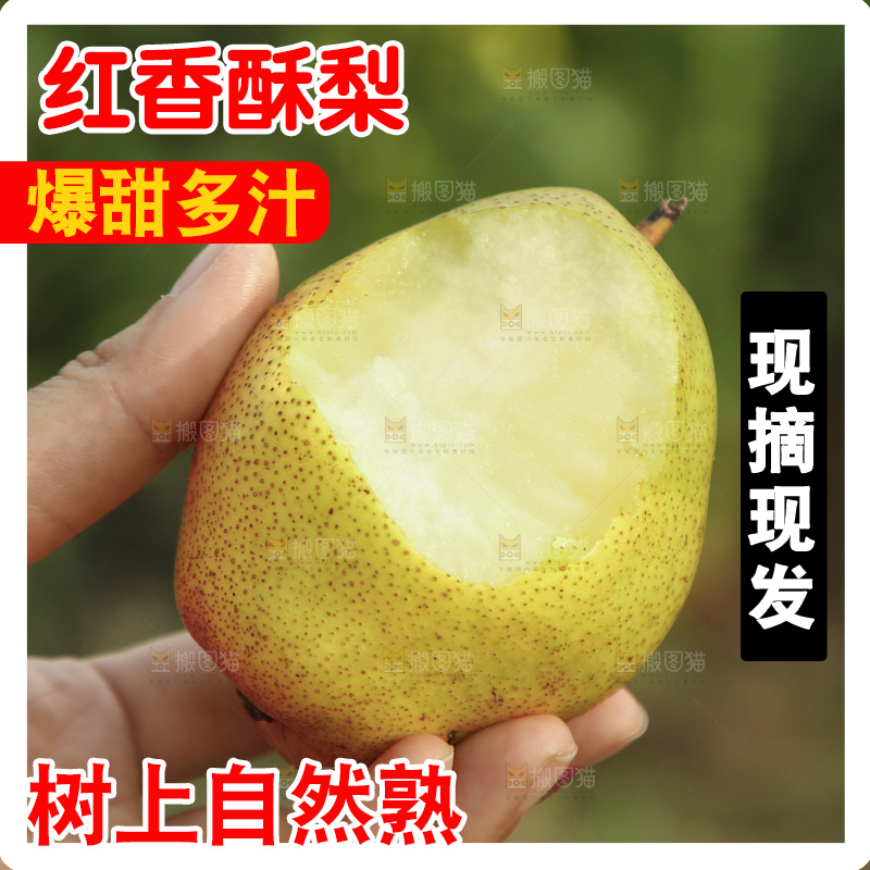 手里拿着香酥梨