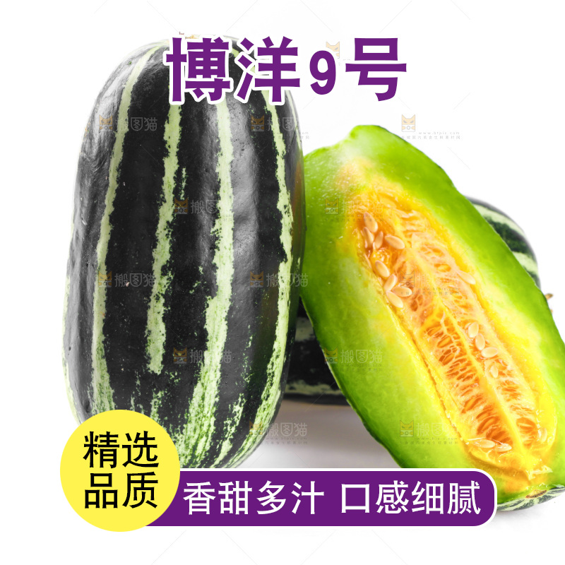 白底上的博洋9号甜瓜