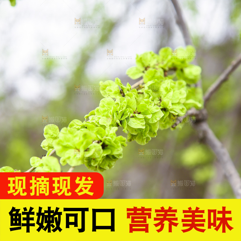 榆钱树枝叶