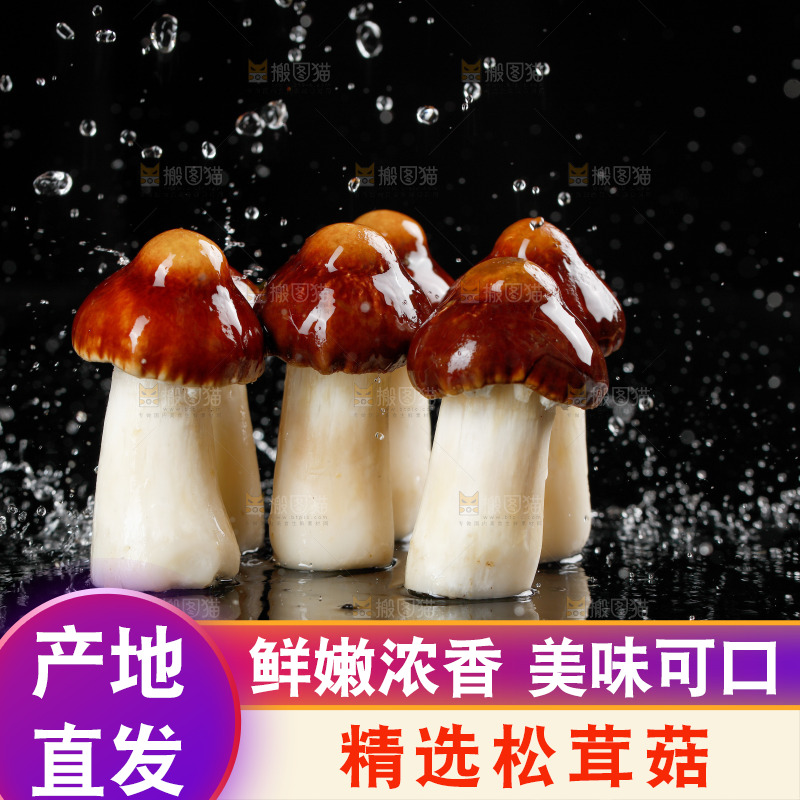 黑底上的新鲜松茸菇