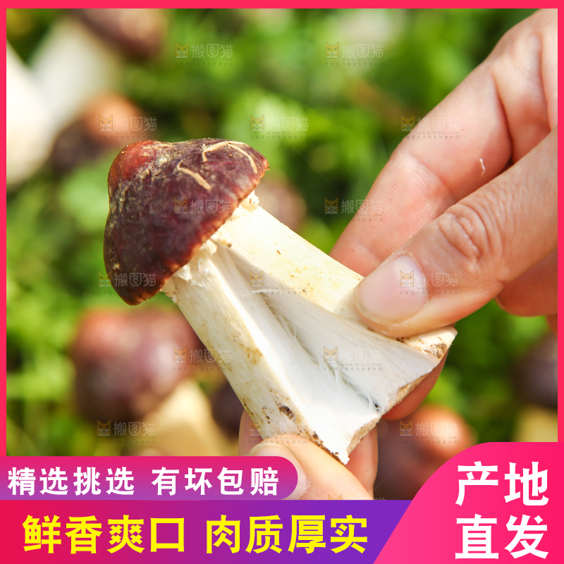 手里拿着赤松茸