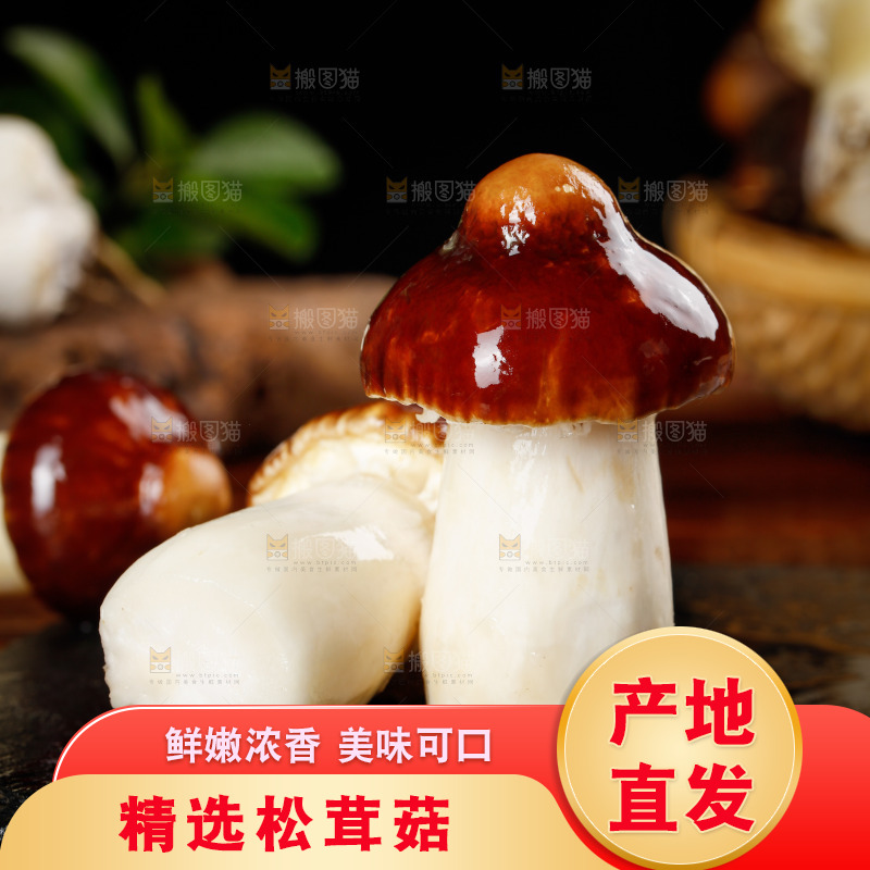 黑底上放着赤茸菇