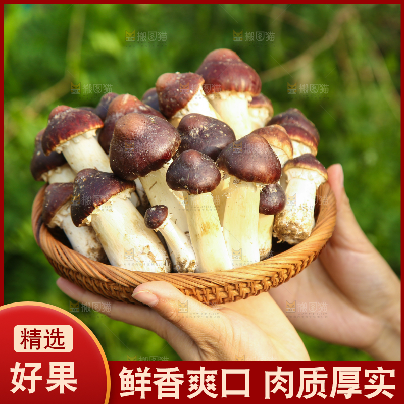 一篮云南赤松茸
