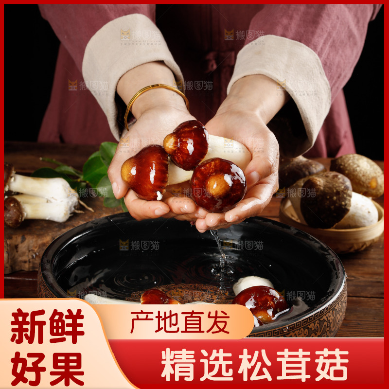手里捧着赤松茸