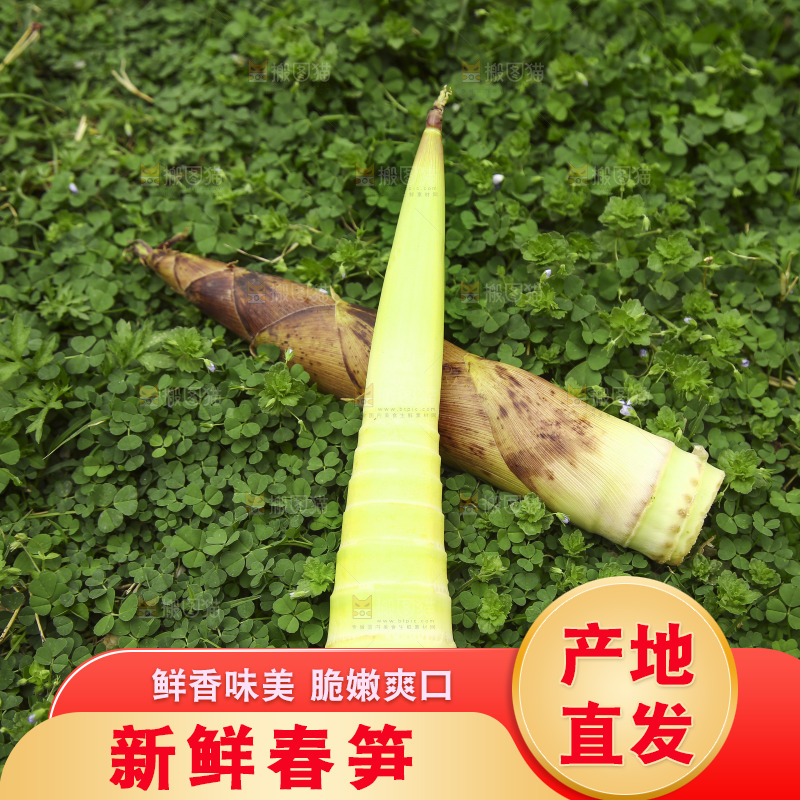 草里上放着春笋