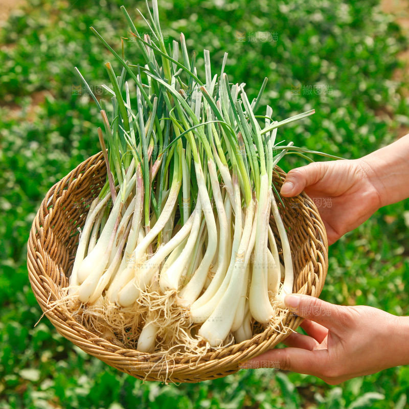一篮江西荞头