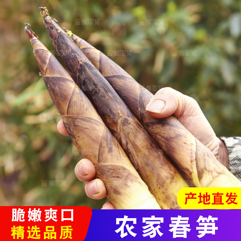 手里拿着春笋