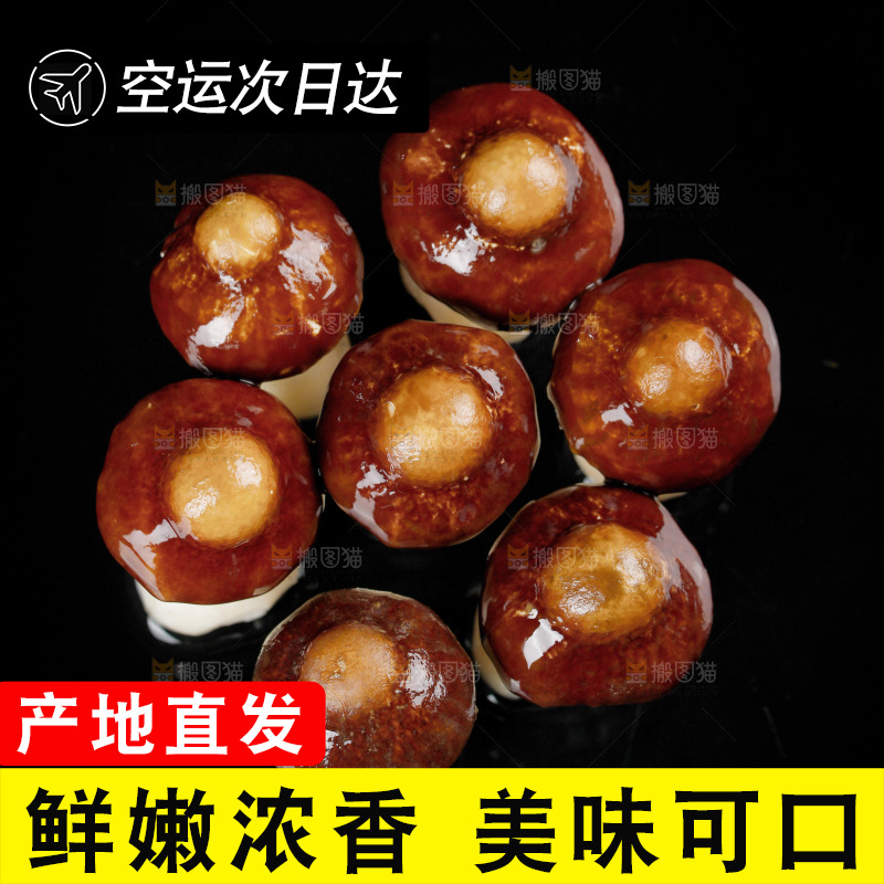 黑底上的新鲜松茸菇
