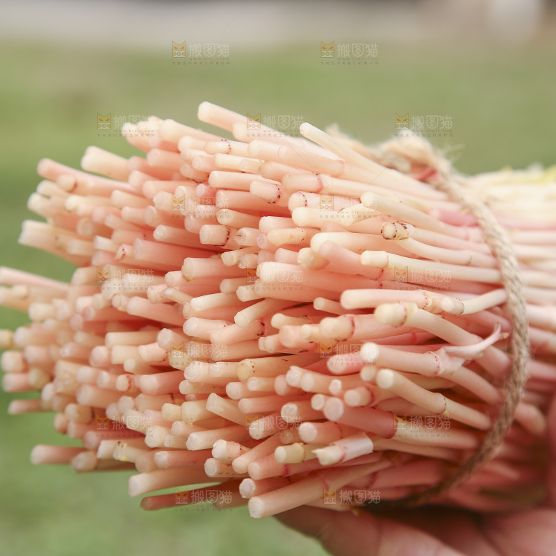 手里拿着鱼腥草嫩芽