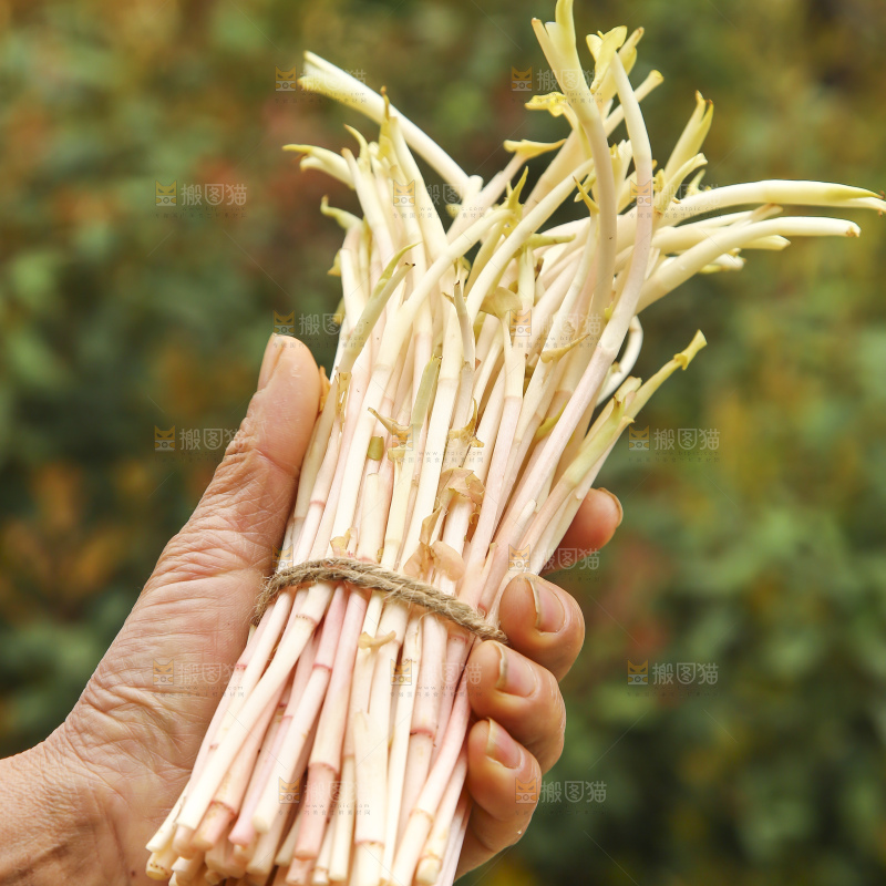 手里拿着折耳根嫩芽