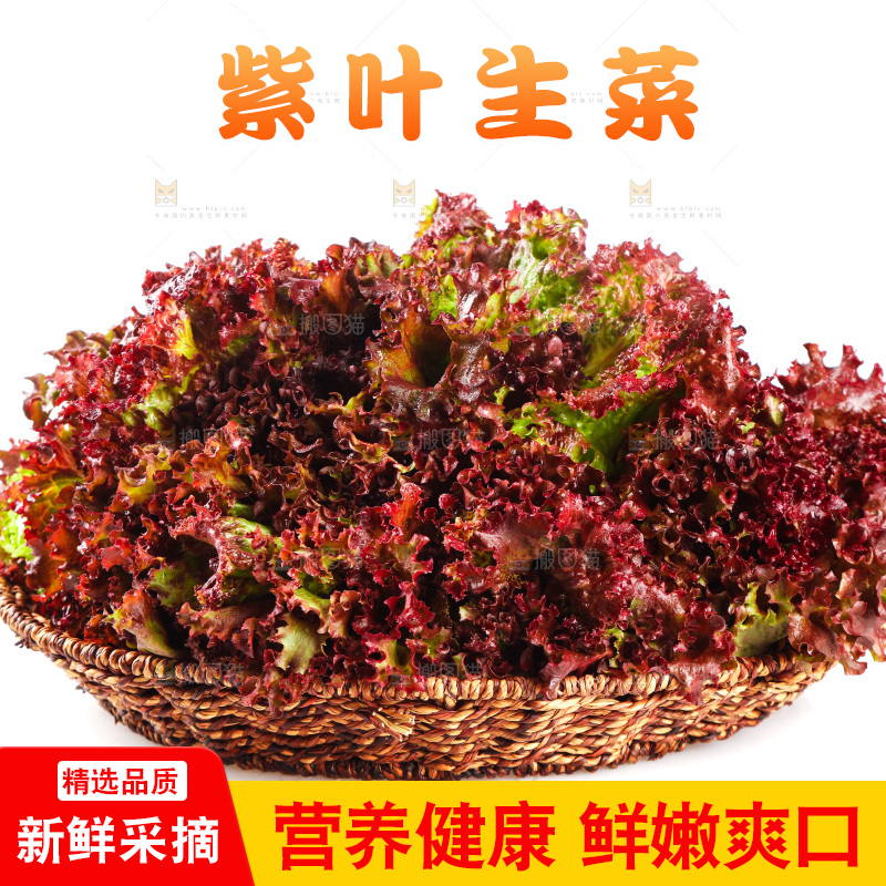 一盘紫叶生菜