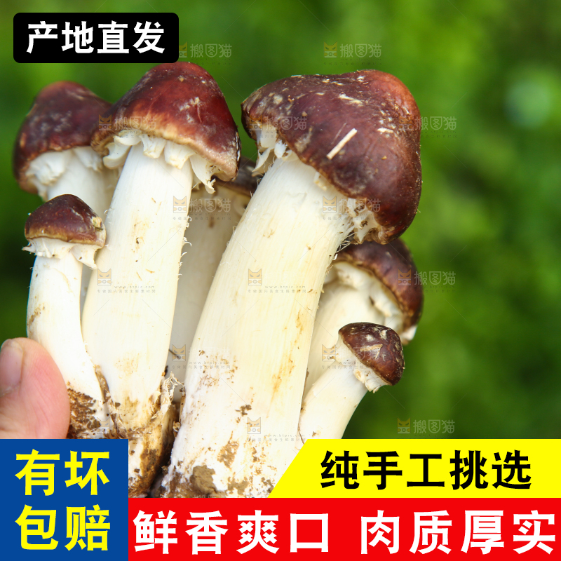 手里拿着赤松茸