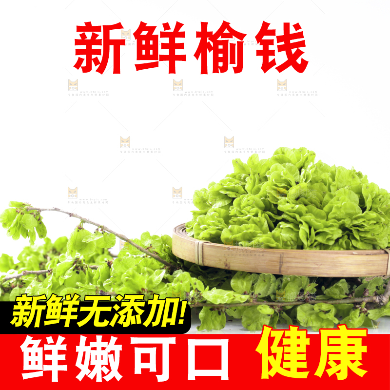 一堆新鲜榆钱