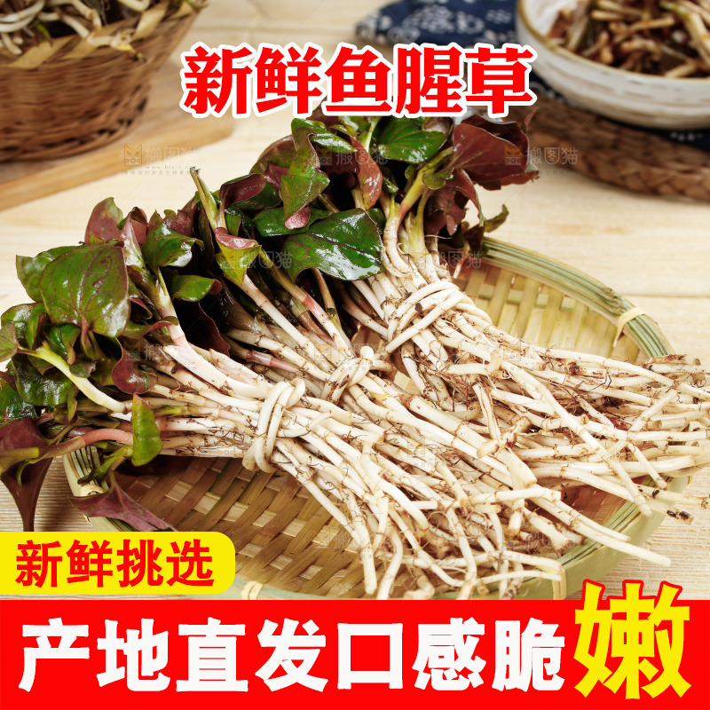 一篮新鲜鱼腥草