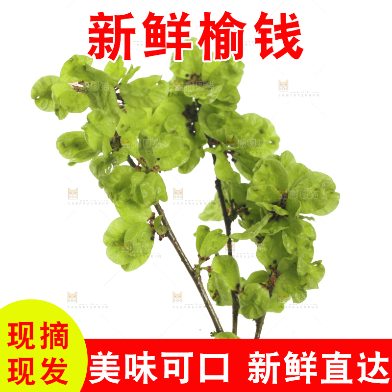 白底上的榆钱枝叶