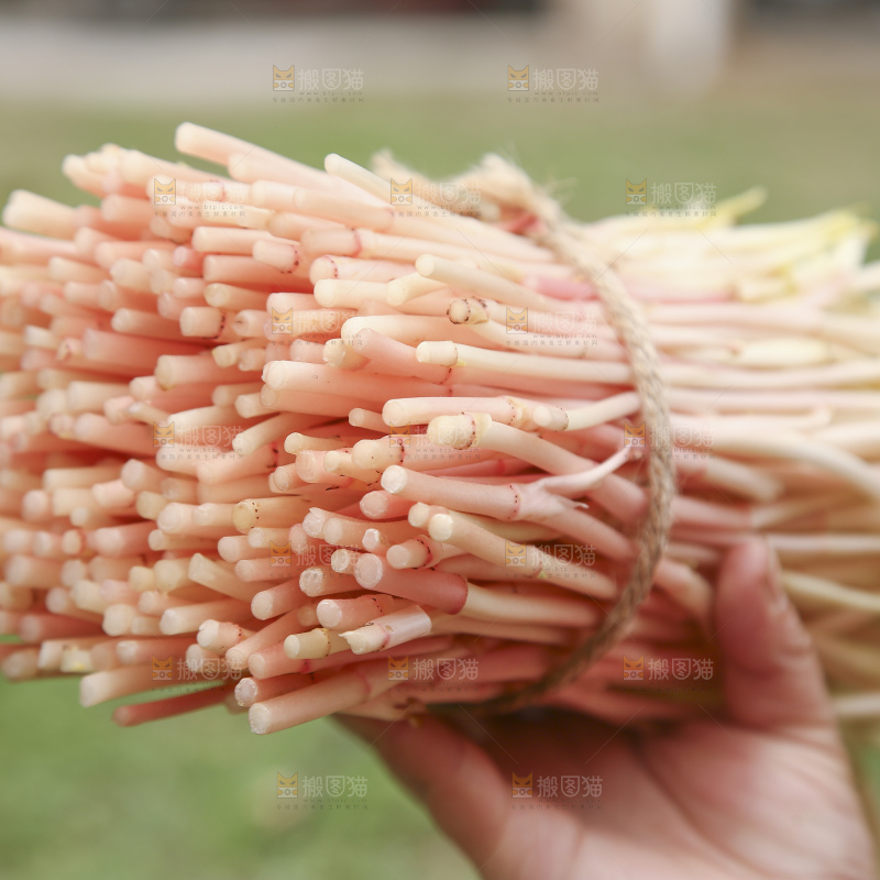 手里拿着鱼腥草嫩芽