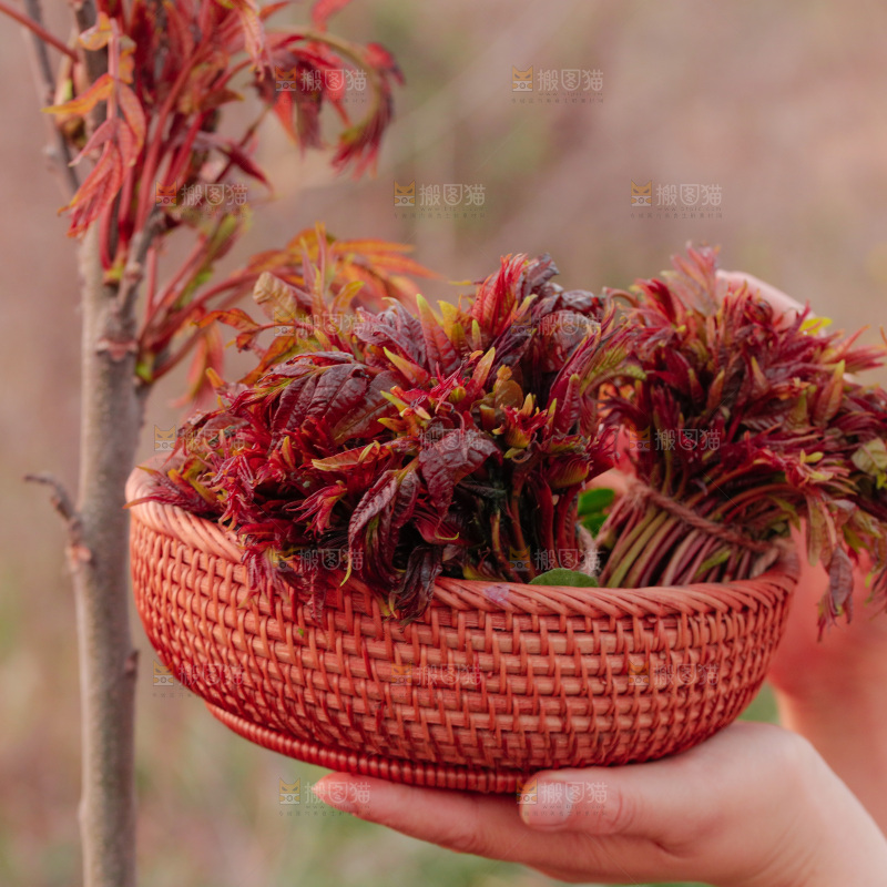 一篮红芽香椿