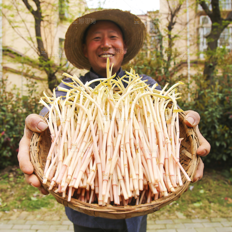 手里端着一篮鱼腥草嫩芽