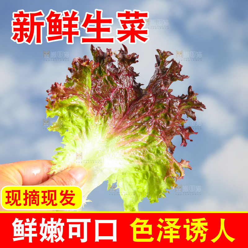 手里拿着紫生菜
