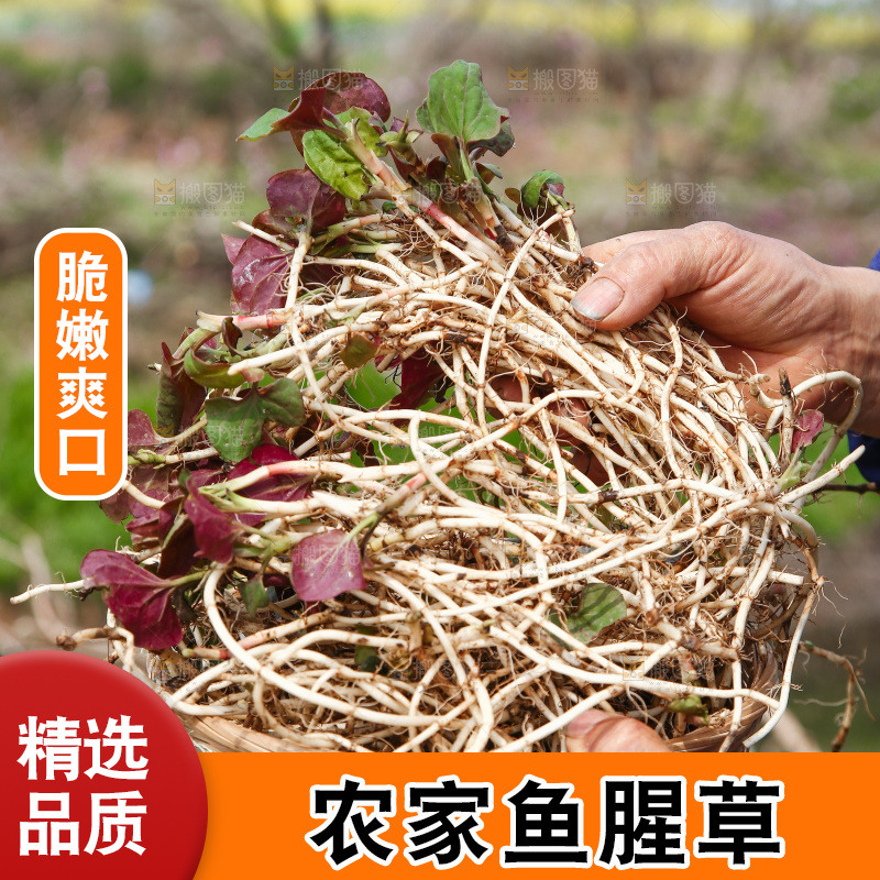 手里端着一篮鲜嫩折耳根