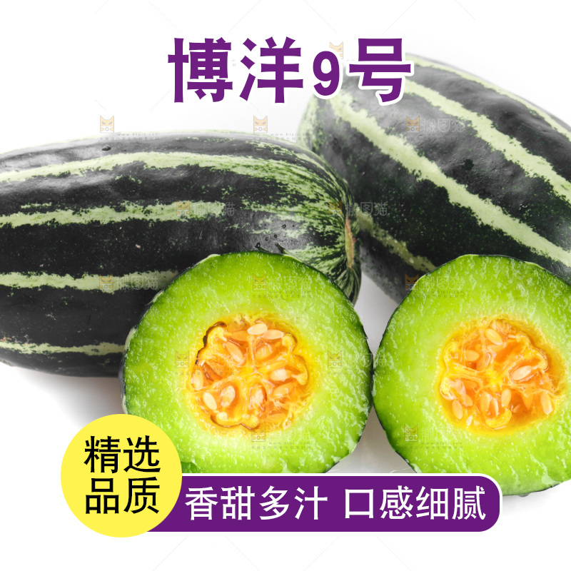 白底上放着一堆博洋9号甜瓜