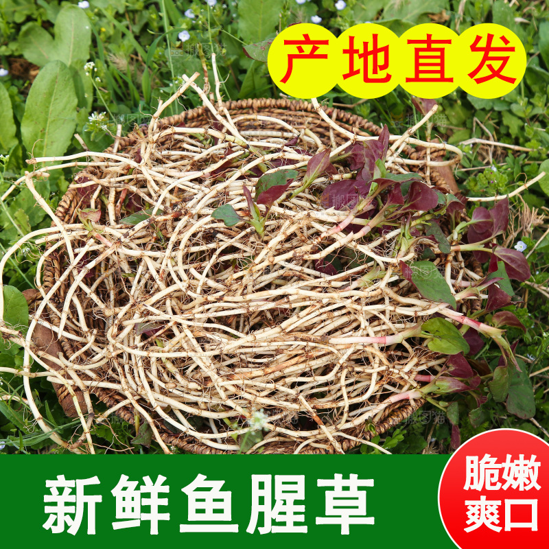一篮新鲜鱼腥草