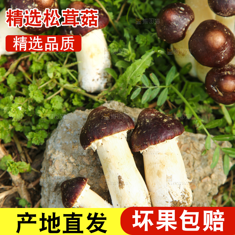 新鲜的松茸菇