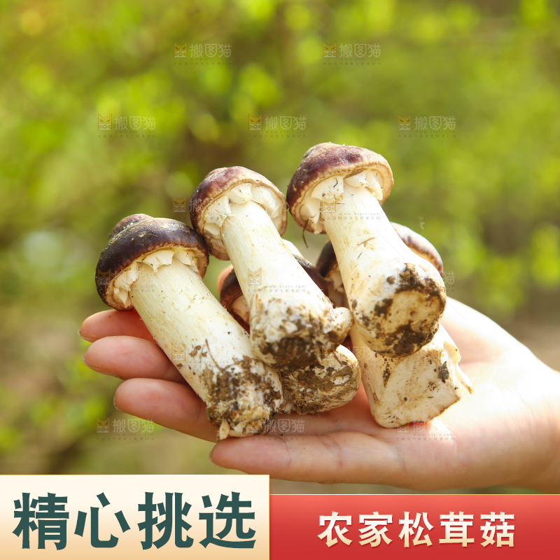 手里拿着赤松茸