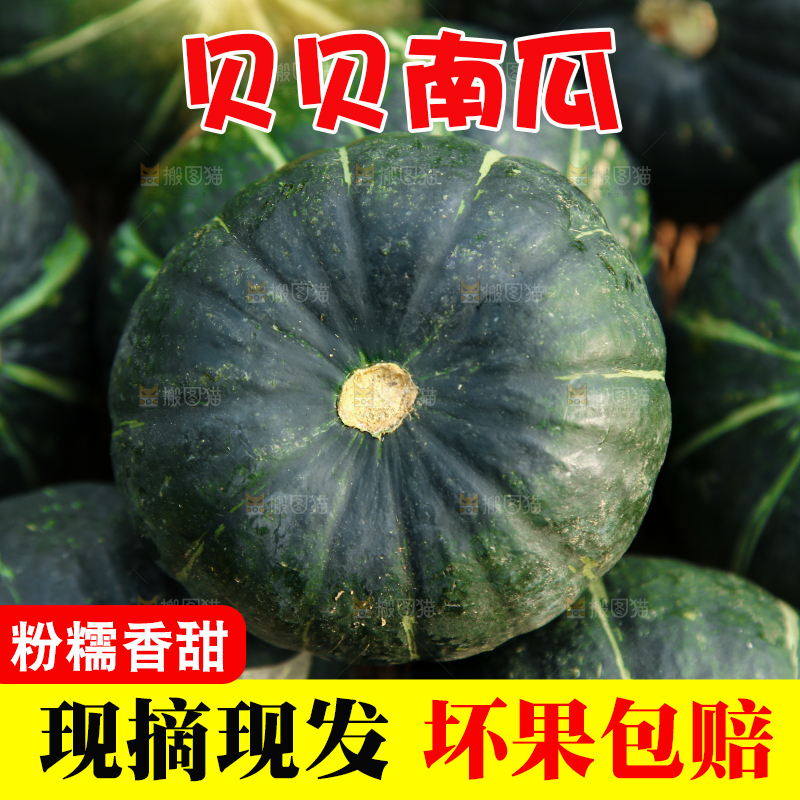 一堆贝贝小南瓜
