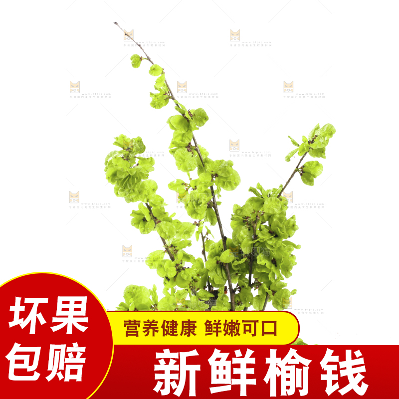 白底上的榆钱枝叶