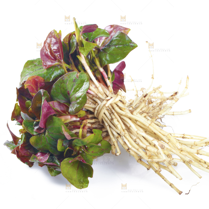 白底上放着鱼腥草