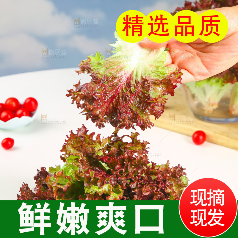 手里拿着紫生菜
