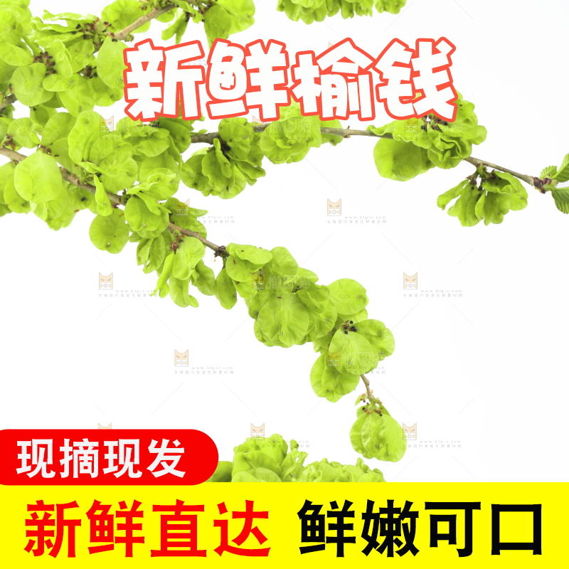 新鲜的野生榆钱