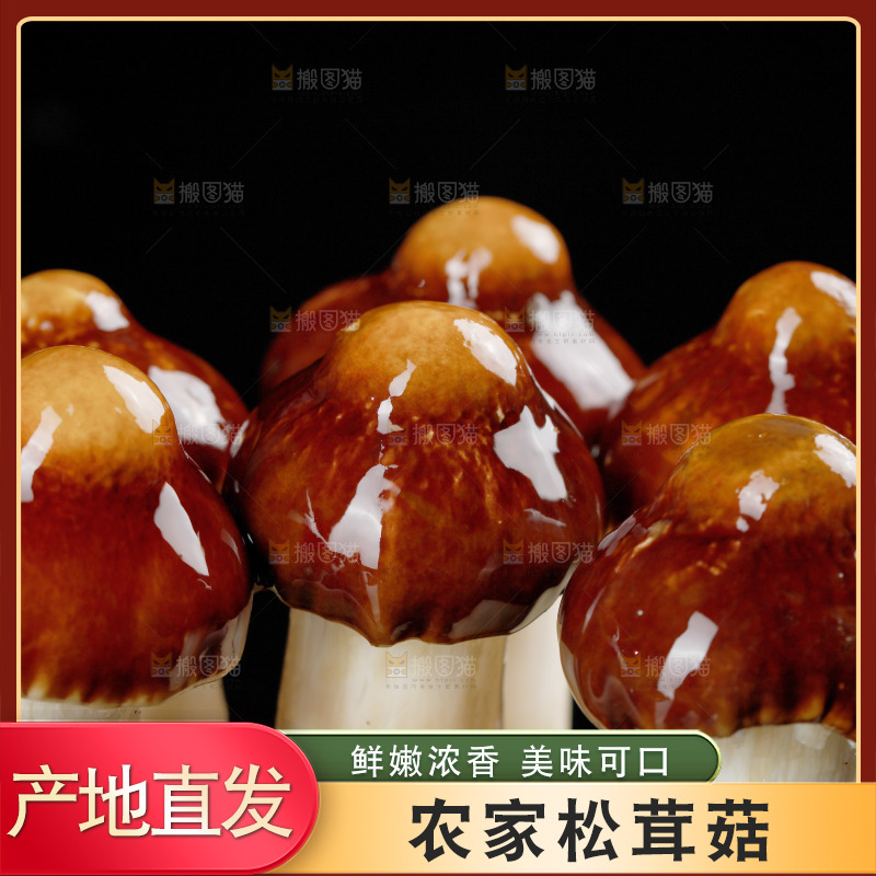 黑底上的新鲜松茸菇