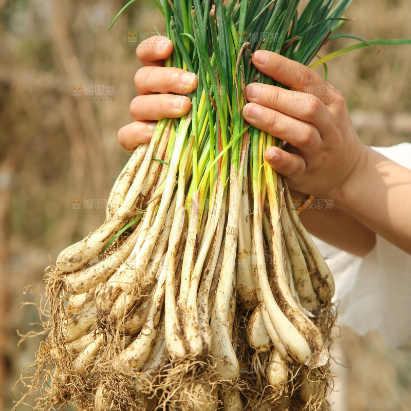 手里拿着荞头