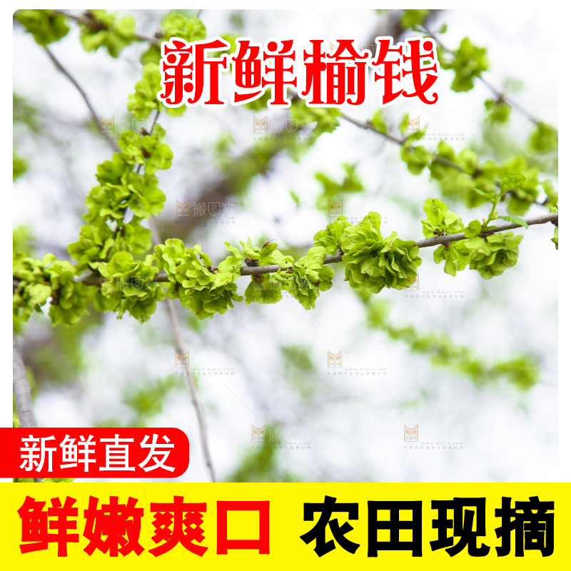 榆钱树叶